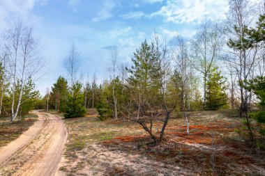 Bir bahar günü ormanın içindeki köy yolu