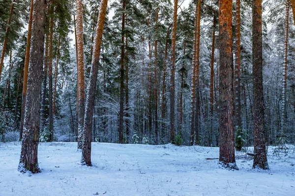 Красивый Зимний Пейзаж Заснеженными Деревьями Солнечный День — стоковое фото