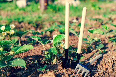 Mini kürek ve tırmıklar bahçede. Bahar ve yaz aylarında bahçeye bitki ekme kavramı