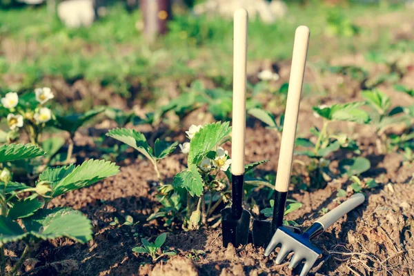 Mini shovels and rakes in the garden. The concept of planting plants in the garden in spring and summer
