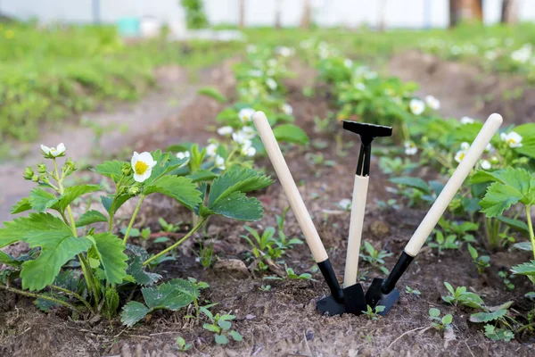 Mini shovels and rakes in the garden. The concept of planting plants in the garden in spring and summer