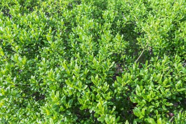 Baharda yeşil yaprakların güzel yeşil arka planı.