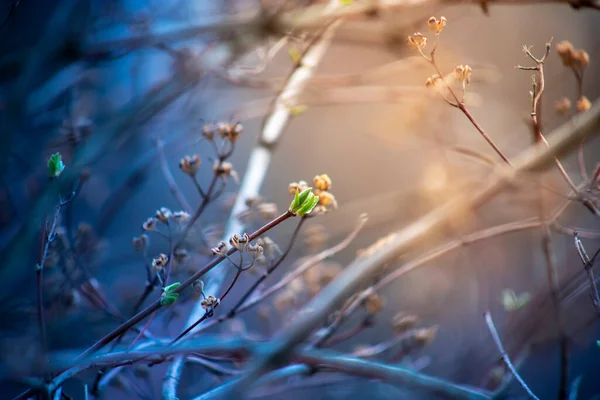 Die ersten Blätter des Flieders im Frühling. Die Knospen des Flieders wachsen im zeitigen Frühjahr. — Stockfoto