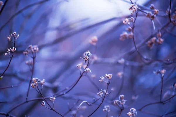 Le prime foglie di lilla in primavera. I boccioli di lilla crescono all'inizio della primavera. — Foto Stock