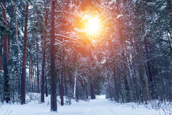 Beautiful winter landscape with snow covered trees in sunny day. Christmas and happy new year concept.