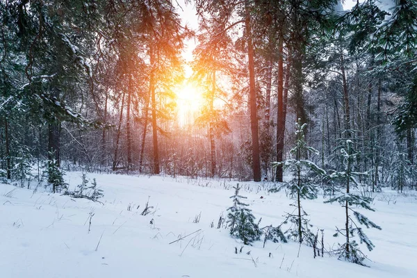 화창 한 날에는 눈덮인 나무들이 아름다운 겨울 풍경을 이루고 있다. 크리스마스, 행복 한 새해 컨셉트. — 스톡 사진
