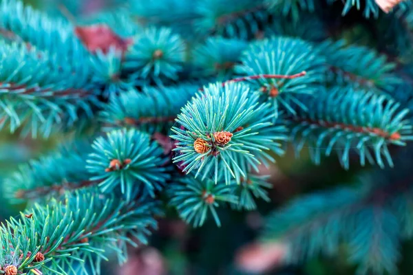 A karácsonyfaágak háttere. Zöld lucfenyő ágak. — Stock Fotó