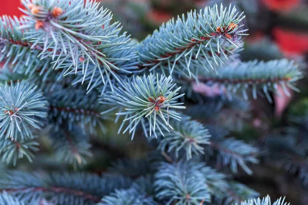 A karácsonyfaágak háttere. Zöld lucfenyő ágak. — Stock Fotó