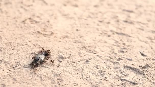 Ameisen fressen einen schwarzen toten Käfer, der im Sand liegt. — Stockvideo