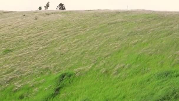 La hierba de plumas se balancea en el viento en una colina cerca del río — Vídeo de stock