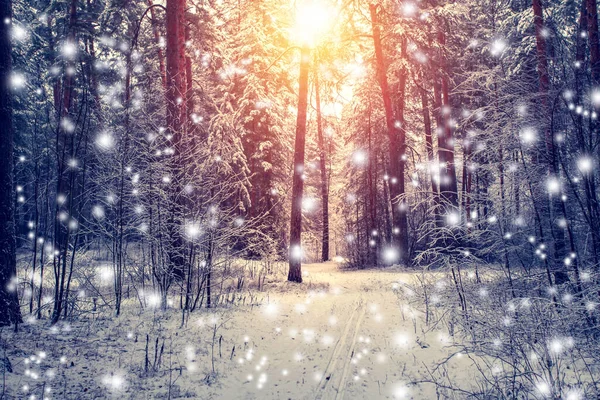 Piękny Zimowy Krajobraz Pokrytymi Śniegiem Drzewami Słoneczny Dzień — Zdjęcie stockowe