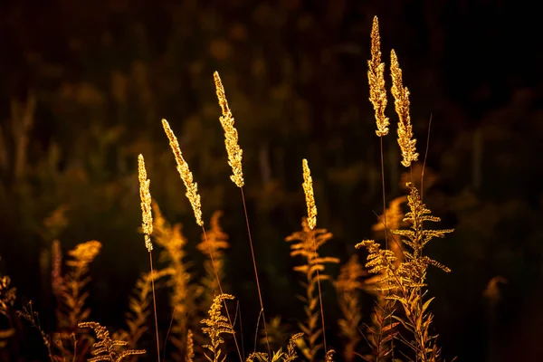 Suchá Tráva Při Západu Slunce Letního Večera — Stock fotografie