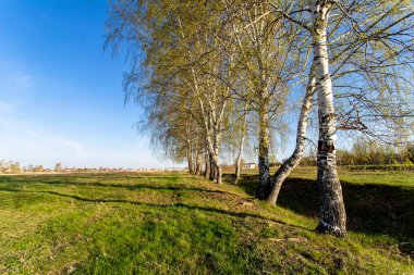 Huş ağacı ve yeşil çimlerle harika güneşli bir sabah. Güzel bahar manzarası