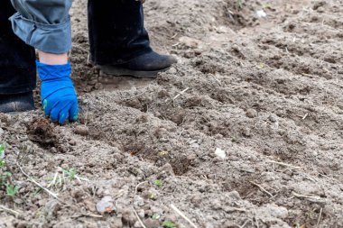 Mavi lastik eldivenli kadın elleri yere patates eker. Ekme, hasat ve tarım kavramı