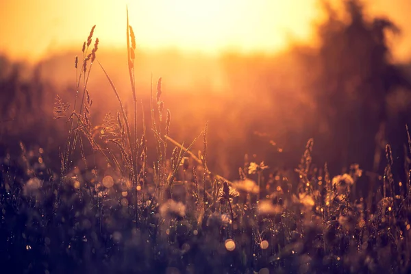 Droog Gras Bij Zonsondergang Een Zomeravond — Stockfoto