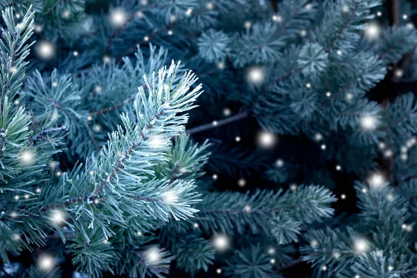 松枝上覆盖着白霜 圣诞节背景 — 图库照片