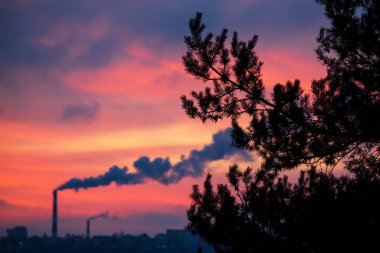 Gün batımında mavi gökyüzüne karşı çam ağaçlarının konileri