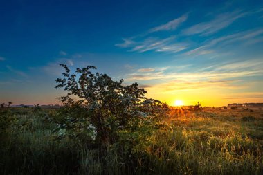 Tarlada güzel bir yaz gündoğumu. Yaz sabahı. Doğanın Uyanışı