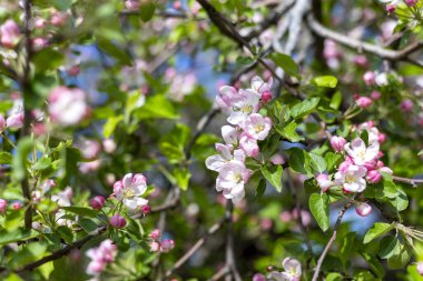 İlkbaharda açan bir elma dalı.
