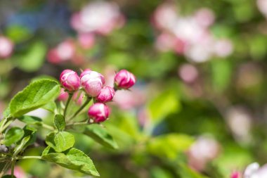 İlkbaharda açan bir elma dalı.
