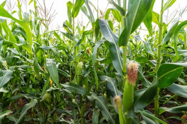 Çiftlikte büyüyen genç koçanları olan yeşil mısır tarlası.