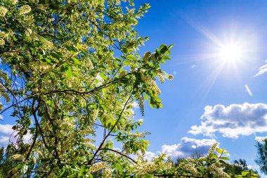 Bahçede güneşli bir bahar gününde kiraz çiçekleri açar.