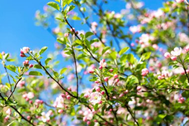 İlkbaharda açan bir elma dalı.