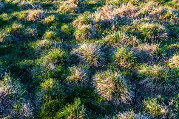 Muchos Montículos Hierba Pantano Día Soleado — Foto de Stock