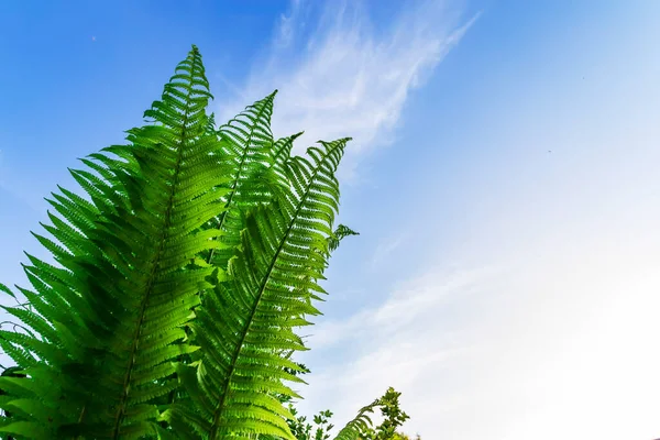 Hojas Verdes Helecho Con Fondo Azul Del Cielo —  Fotos de Stock