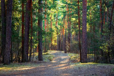 Yazın güneşli bir günde çam ormanı. - Evet. Yüksek kalite fotoğraf