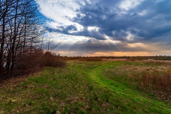 Nature awakening. Spring landscape with trees and grass. — Stock Photo, Image