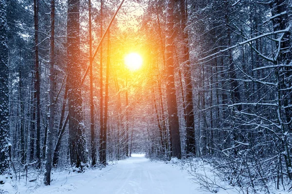 화창 한 날에는 눈덮인 나무들이 아름다운 겨울 풍경을 이루고 있다. 크리스마스, 행복 한 새해 컨셉트. — 스톡 사진
