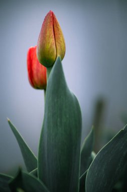 Baharda bahçıvanlık. Bahçedeki kırmızı laleler. Laleler, seçici odaklanma. Dikey görünüm.