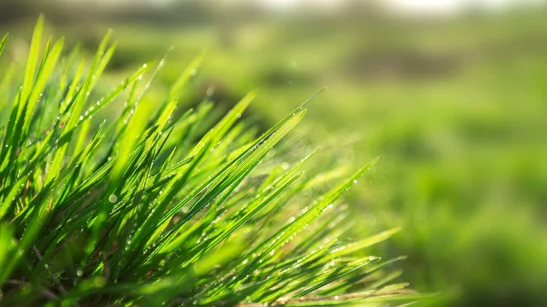 新鮮な草の完璧な緑の背景。閉めろ。バナー. — ストック写真