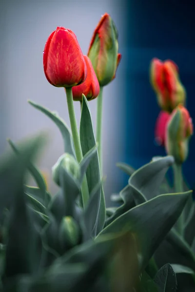 Jardinage au printemps. Des tulipes rouges dans le jardin. Tulipes, focalisation sélective. Vue verticale. — Photo