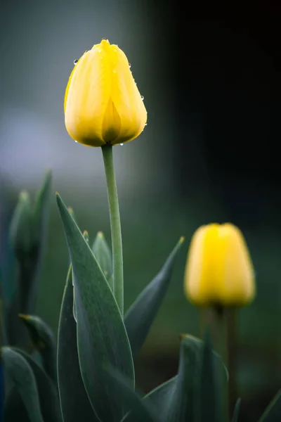 Jardinería en primavera. Tulipanes amarillos en el jardín. Tulipanes, enfoque selectivo. Vista vertical. — Foto de Stock