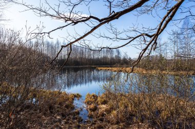 Yalnız, kuru bir ağaç güneşli bir ilkbaharda duruyor..