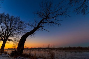Ağaç silueti, şafak vakti, şafak sökmeden önce soğuk kış sabahında, nehir kenarında..