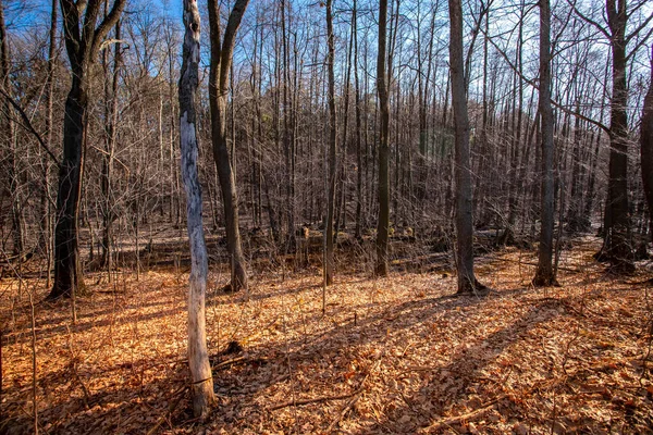 Un arbre sec solitaire se dresse par une journée ensoleillée de printemps. — Photo