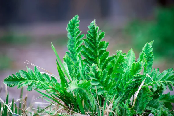 Green poppy leaves sprout sprouted in spring in the garden.