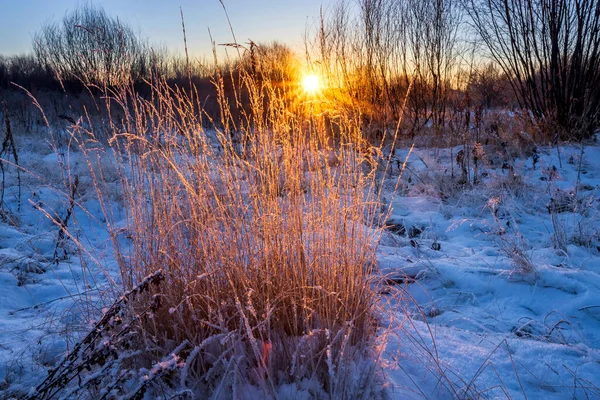 Herbe Sèche Dans Les Rayons Soleil Hiver Aube Hiver Beau — Photo