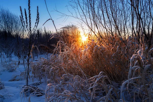 Суха Трава Променях Зимового Сонця Світанку Зимовий Красивий Пейзаж — стокове фото