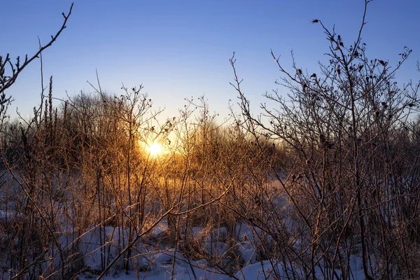 Sucha Trawa Promieniach Zimowego Słońca Świcie Zimowy Piękny Krajobraz — Zdjęcie stockowe