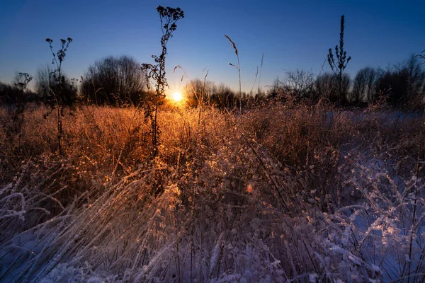 Sucha Trawa Promieniach Zimowego Słońca Świcie Zimowy Piękny Krajobraz — Zdjęcie stockowe