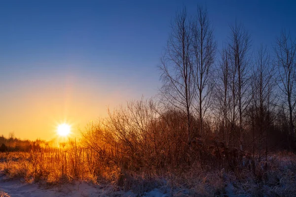 Herbe Sèche Dans Les Rayons Soleil Hiver Aube Hiver Beau — Photo