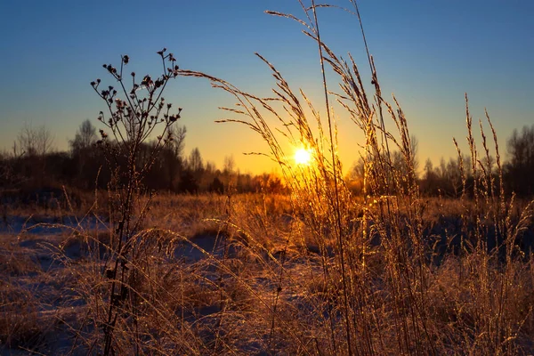 Herbe Sèche Dans Les Rayons Soleil Hiver Aube Hiver Beau — Photo