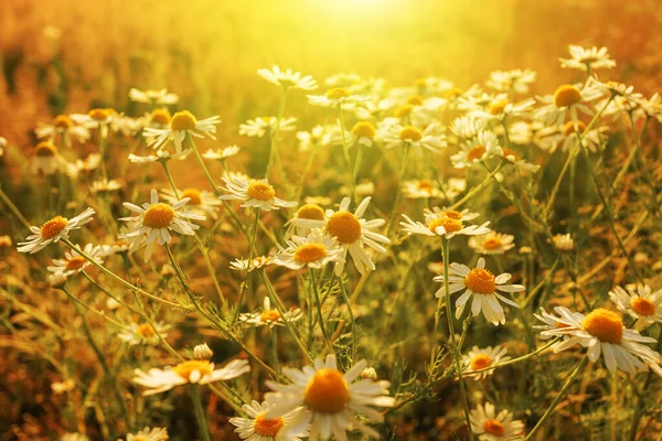 Kamille Bij Zonsopgang Een Zonnige Zomerochtend Natuurlijke Achtergrond — Stockfoto