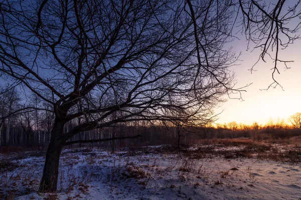 Träd silhuett vid floden i gryningen skymningen före soluppgången på vintern kall morgon. — Stockfoto