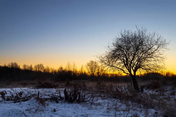 Tree silhouette by the river in the dawn twilight before sunrise in winter cold morning.