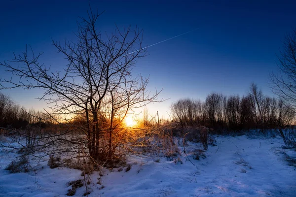 Ağaç silueti, şafak vakti, şafak sökmeden önce soğuk kış sabahında, nehir kenarında.. — Stok fotoğraf